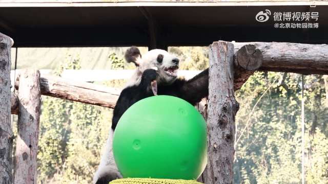 丫丫熊猫的最新动态更新