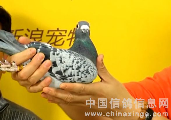 最新罗汉说鸽科技新品璀璨登场，体验前所未有的智能生活第100期