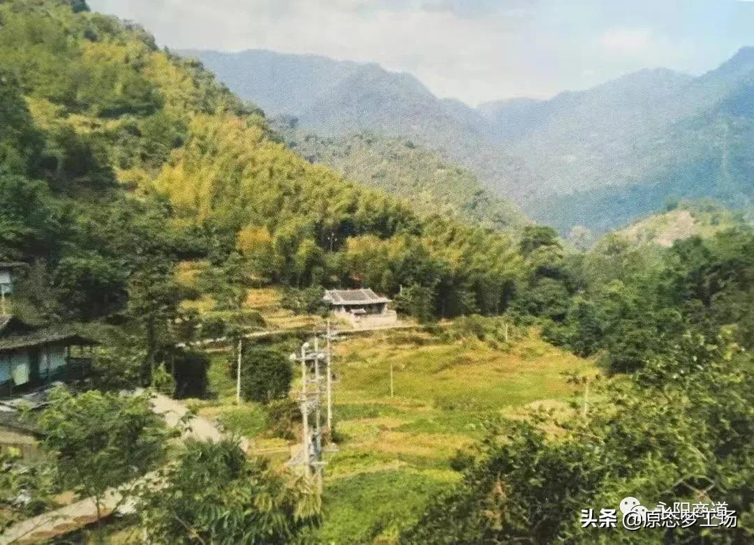 永泰世外梧桐最新动态揭秘，趣事连连，情感纽带牵动人心